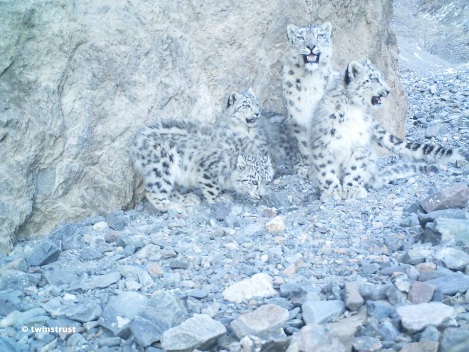 ユキヒョウイベント1