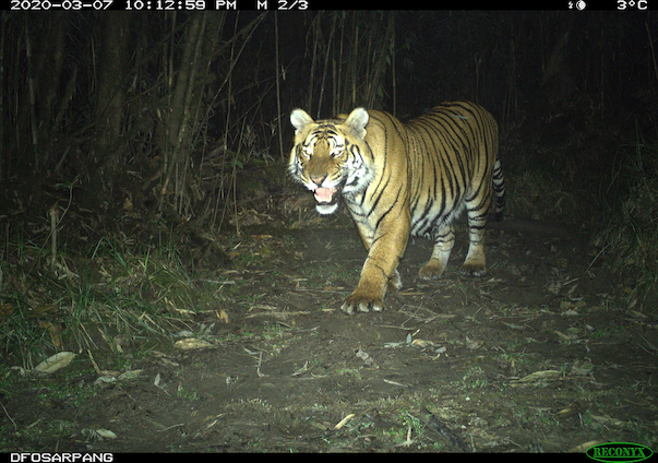 WILDLIFE ACTION3_tiger2