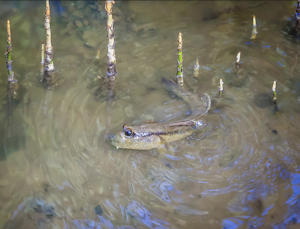 魚